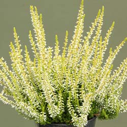 Bruyère d'été Jaune / Calluna vulgaris Lutea